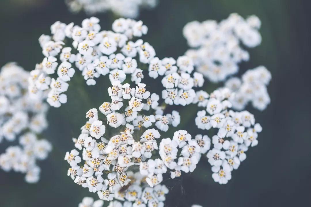 YS垣鑫歐蓍草批發(fā)