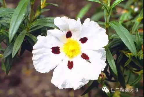 巖玫瑰
