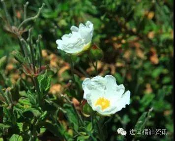 巖玫瑰精油
