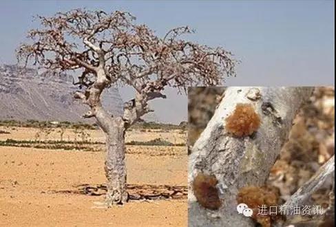 沒藥樹脂