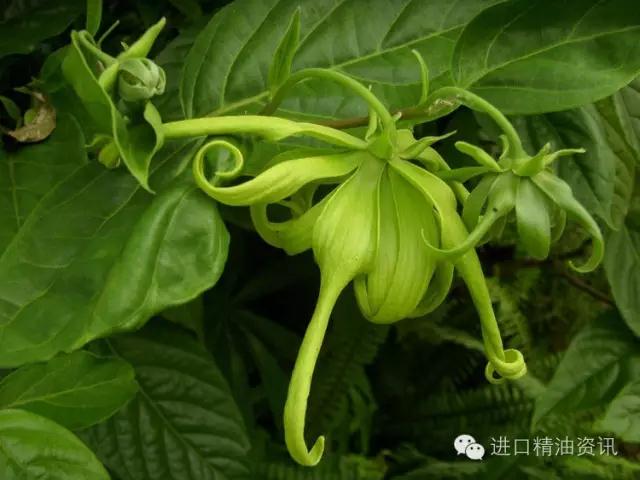 YS垣鑫依蘭依蘭