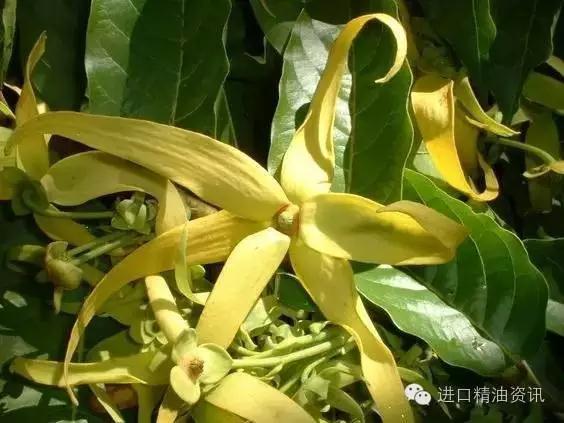 YS垣鑫依蘭伊蘭