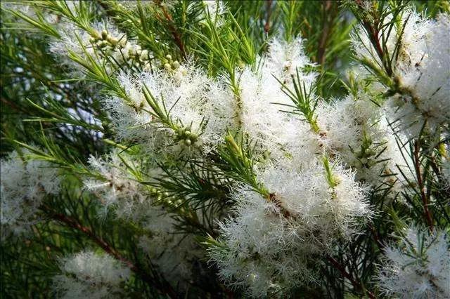 澳洲茶樹(shù) 澳洲茶樹(shù)