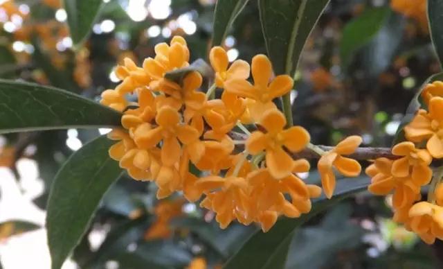 YS桂花純露