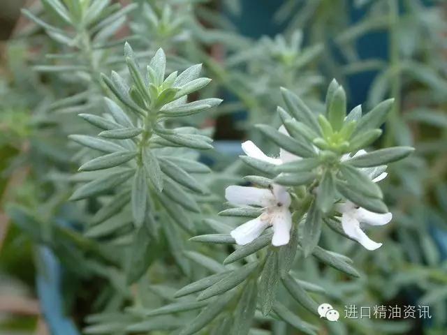 桉油醇迷迭香純露