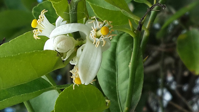 YS天然純精油橙花精油原料批發(fā)