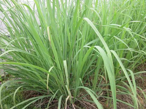 YS垣鑫驅(qū)蚊草精油批發(fā)
