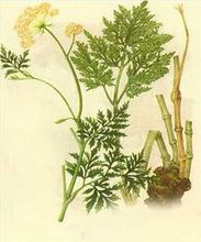 垣鑫中藥川芎精油