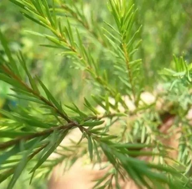 茶樹精油批發(fā)