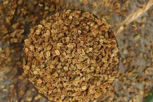 垣鑫精油供應(yīng)商蛇床子油的功效