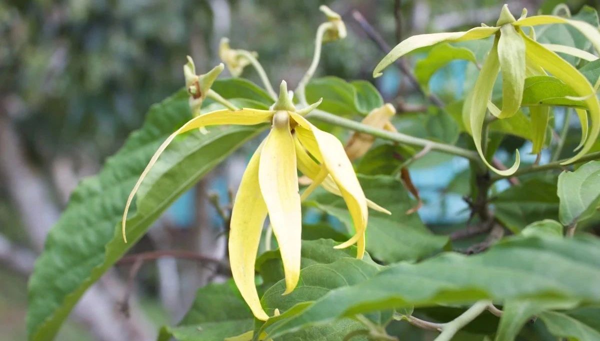進口依蘭伊蘭精油YS垣鑫進口精油批發(fā)精油供應(yīng)