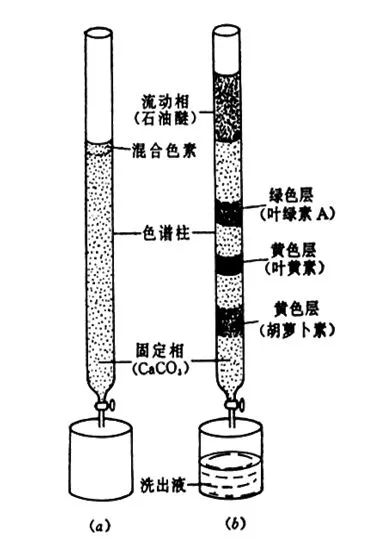 植物葉色素的分離實(shí)驗(yàn)