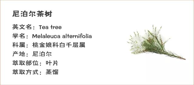茶樹精油茶樹單方精油供應(yīng)商YS垣鑫.jpg