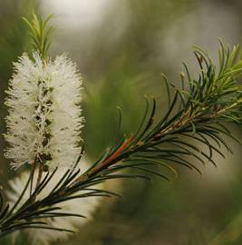 澳洲茶樹單方精油批發(fā).jpg